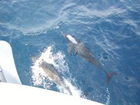 19 Dolphins on the&nbsp;bow