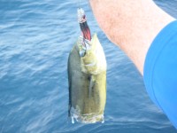 02 Half a fish – We were&nbsp;robbed!