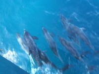 13 Dolphins on the&nbsp;bow