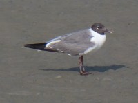 12 Bird near Fort&nbsp;Sumter
