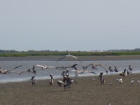 13 Pelicans on the&nbsp;beach