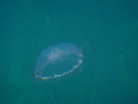 05 Monster Jellyfish in Palm&nbsp;Beach