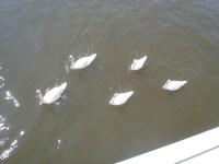 04 A Colonial Beach Family comes by for a&nbsp;look