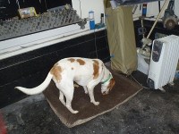 01 Jenny enjoying a bone we brought her during her recovery. She has a bandaged front paw and stitches in her head.