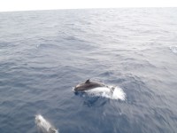 03 Dolphin jumping – timing these jumps for a photo is&nbsp;hard!