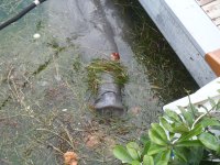 04 A Manatee was a special guest at the Nordhavn&nbsp;party