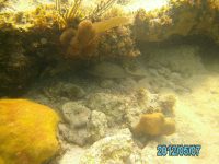 10 A nice reef fish, but a little too small for&nbsp;dinner