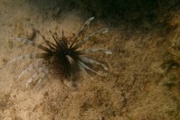 15 Lion Fish – an invasive species that is damaging the&nbsp;reefs