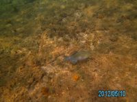 13 Fish on the Reef at Black&nbsp;Point