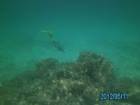 17 Bradley investigates a&nbsp;reef