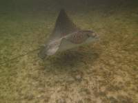 2012-05-26 Eagle Ray in&nbsp;action