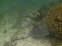 2012-05-26 Sting ray on a&nbsp;reef