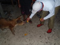 2012-05-27-5 And Bradley feeds the little&nbsp;piggy