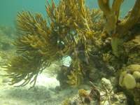 2012-05-30 Scene from Jeep&nbsp;Reef