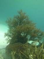 2012-05-30 Underwater at Jeep&nbsp;Reef