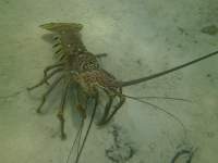 2012-05-30 Large lobster in the park (protected waters so he’s&nbsp;safe)