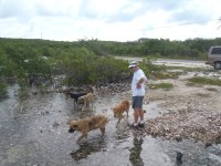 2012-06-05 Potcakes take a swim to cool&nbsp;off
