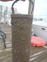 09 Sea strainer before&nbsp;cleaning