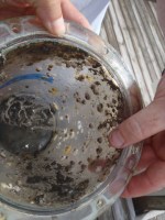 05 Growth on the basket the sea strainers go&nbsp;in