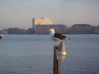 06 Why don’t we like this cute litte&nbsp;fella?