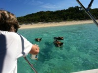 Alan Feeds the swimming&nbsp;pigs