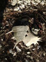 Strange bones at Vero Beach