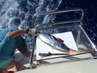 Tuna caught on the trip to Cat Island
