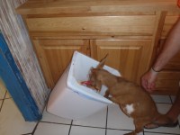 Charly the goat looks for a snack at Halverson&nbsp;House
