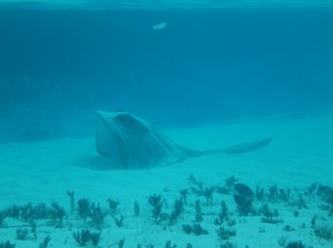 A ray at the Conception Island lagoon