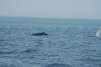Two whales off our starboard&nbsp;side