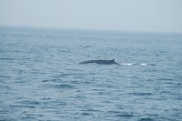 A whale en&nbsp;route