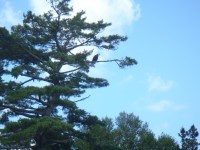 One of many bald eagles we&nbsp;saw