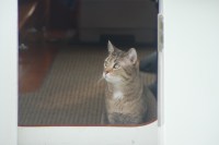 Momo on Summer Star really wants to go ashore!