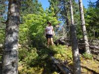 Kathy hunts for&nbsp;blueberries