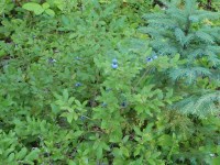 Beautiful, ripe blueberries!