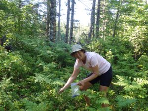 Picking wild blueberries