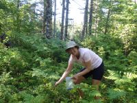 Picking wild blueberries