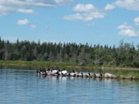 Loony Tunes – a local loon&nbsp;hangout