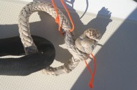 Our Spectra soft shackle for the snubber&nbsp;line