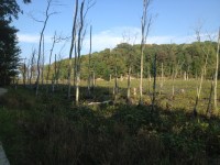 Hiking at Calvert Cliffs State Park