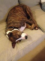 Rocco after a hard day of&nbsp;hiking