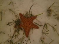 Starfish