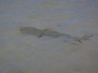 A little shark in Fernandez&nbsp;Creek