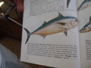 My book says the Little Tunny is good eating