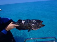 Big Ole Nassau Grouper speared by Bradley
