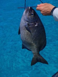 Mystery Fish - please identify!