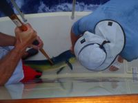 Bringing the fish&nbsp;aboard