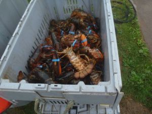 Shopping for lobsters right off the boat