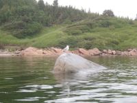 A bird strike a pose at Pitt’s Harbour,&nbsp;Labrador