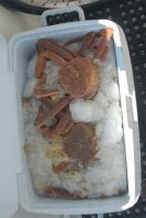 Snow Crabs!